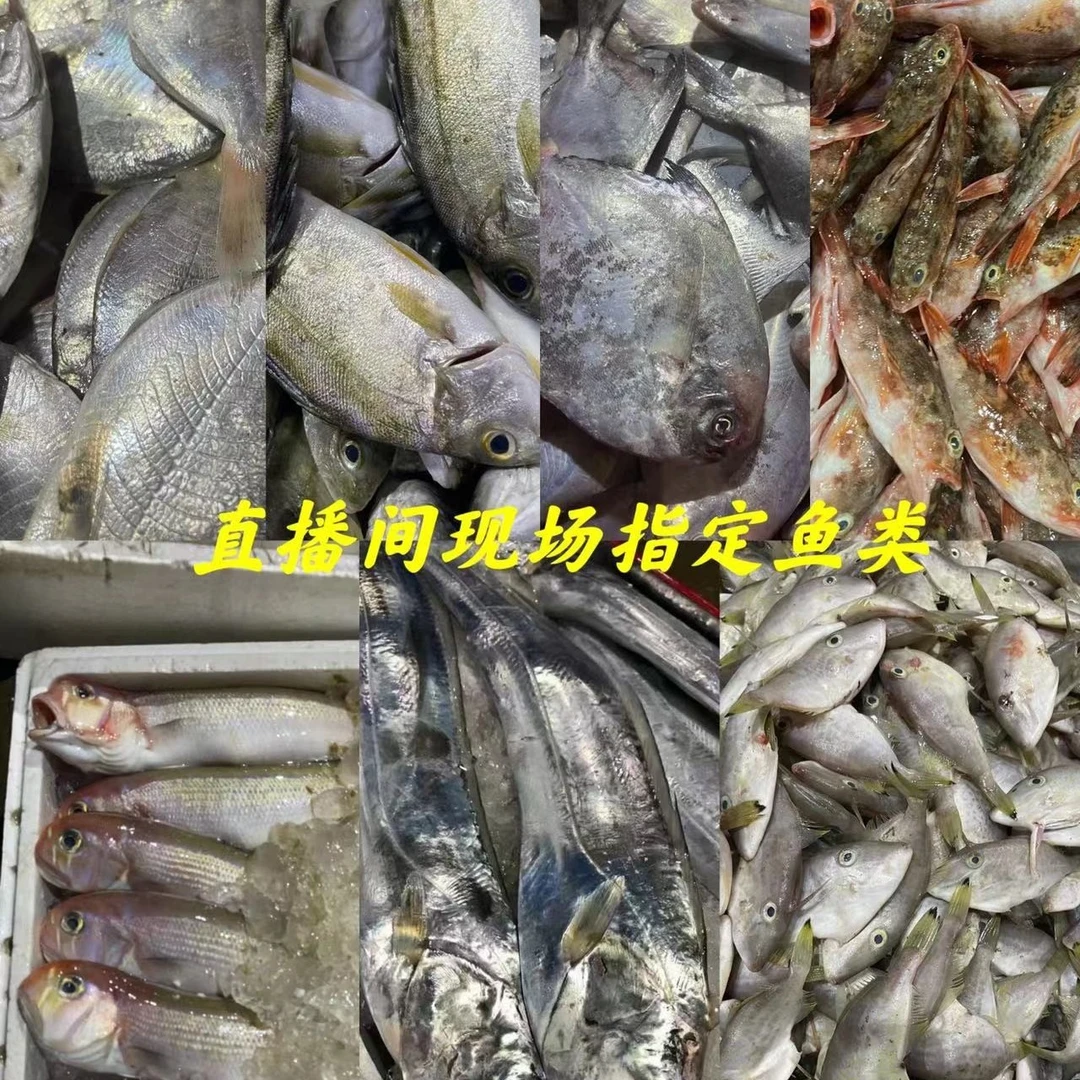 广东汕尾生鲜本港野生海捕杂鱼1#以直播间为准NO退NO换
