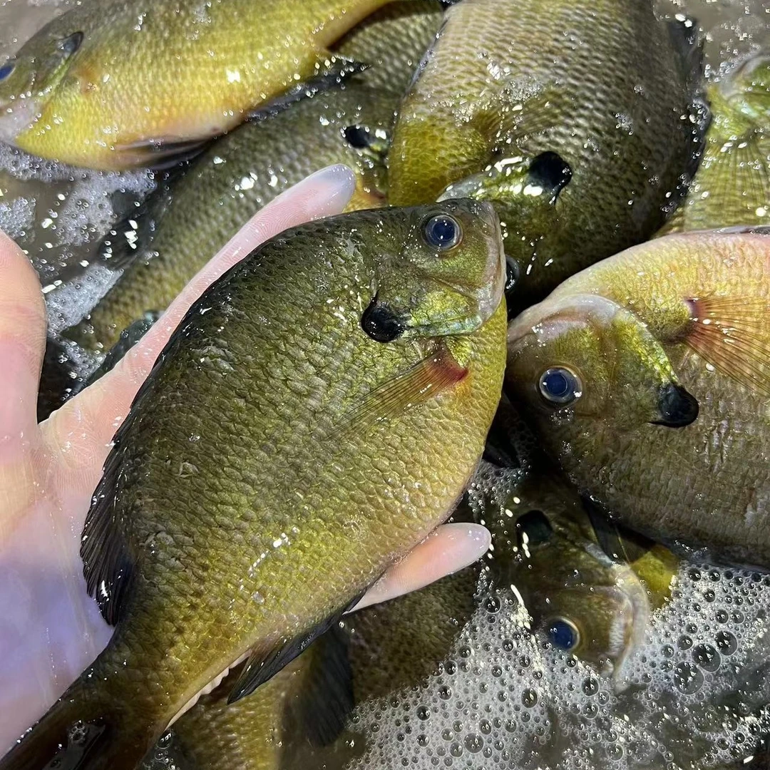 广东汕尾本港生鲜海捕太阳鱼