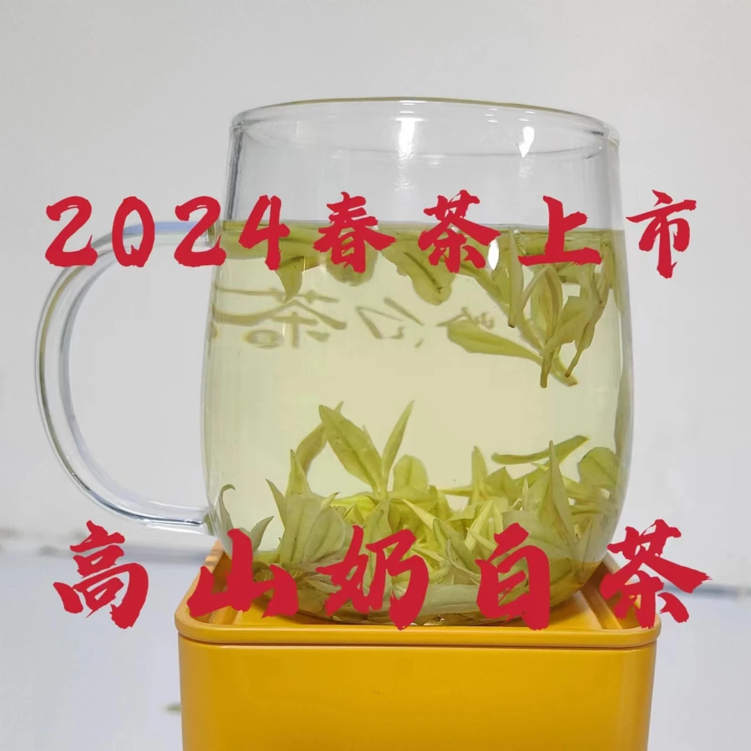 2024【明前奶白茶】高山奶白茶 鹊岭白茶 精选春季茶叶 特产 250G