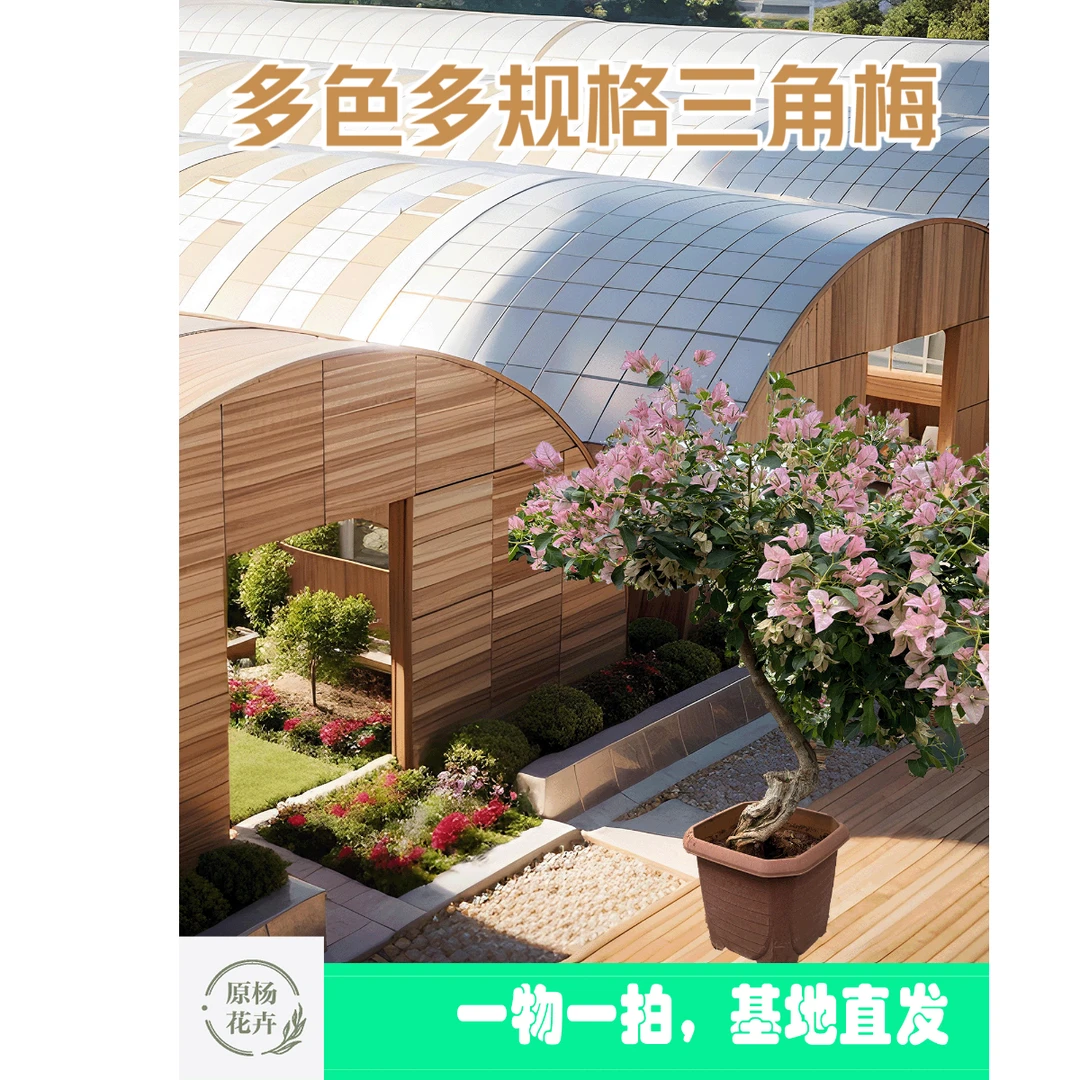 云南御品花卉多色多规格嫁接三角梅花卉原生老桩基地速发