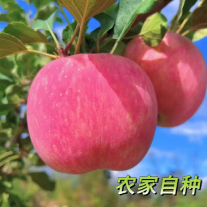 甘肃天水高山富士苹果新鲜采摘脆甜爽口现摘现发