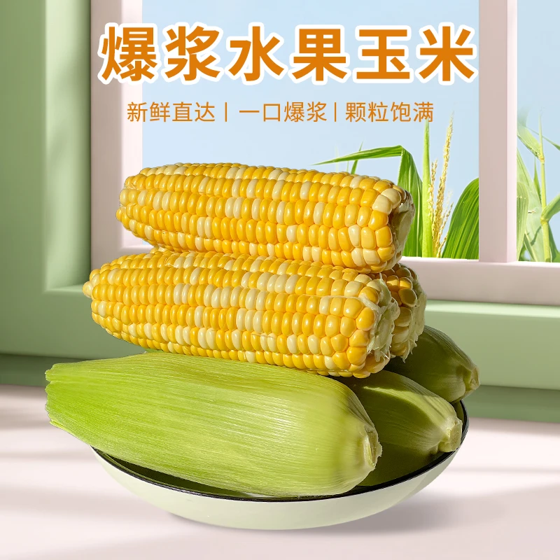 云南现摘金银饱满甜玉米水果玉米甜脆可生吃当天鲜掰鲜发