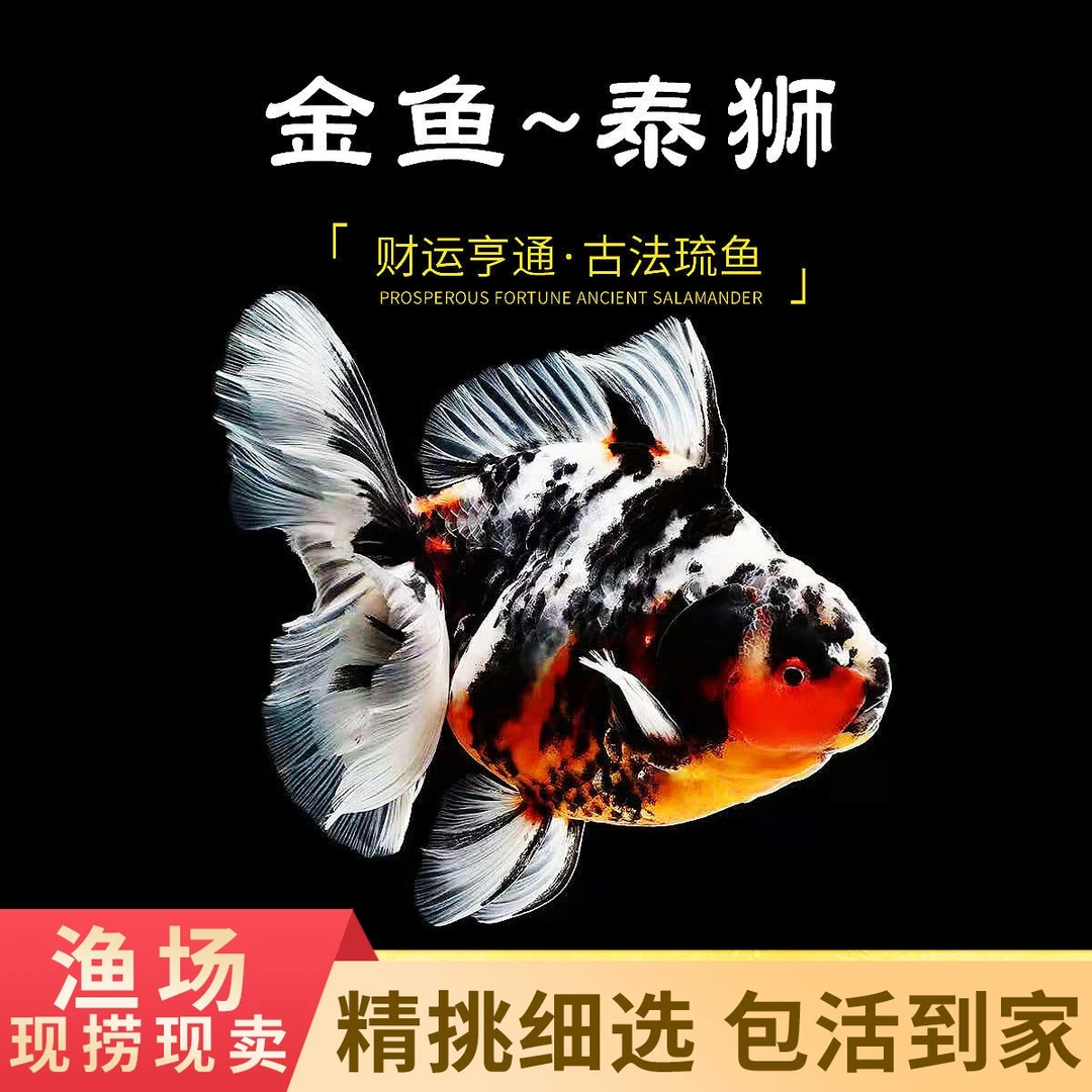 水萌宠观赏金鱼活体玛丽兰寿百褶泰狮蝶尾冷水鱼淡水鱼【养宠装备】