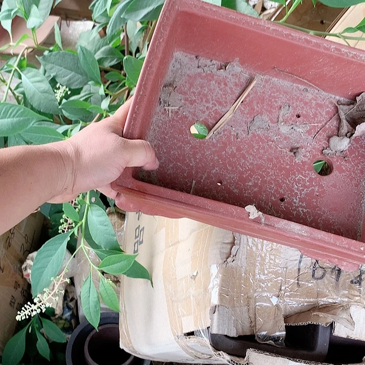 紫砂20CM（含）-50CM（不含）
