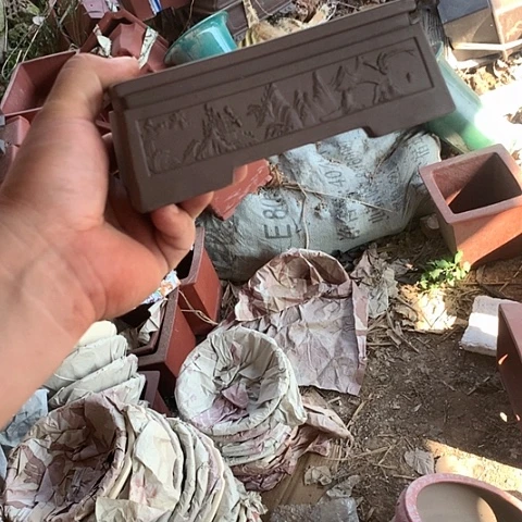 紫砂哈哈哈哈哈哈