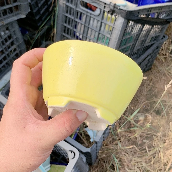 紫砂20CM（含）-50CM（不含）