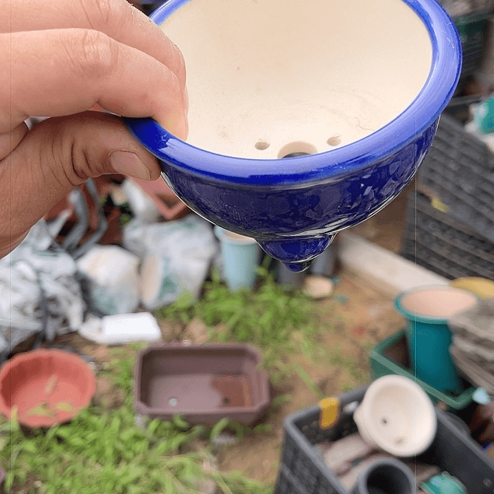 紫砂20CM（含）-50CM（不含）