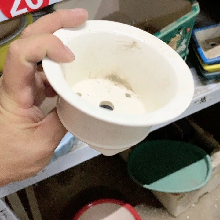 紫砂20CM（含）-50CM（不含）