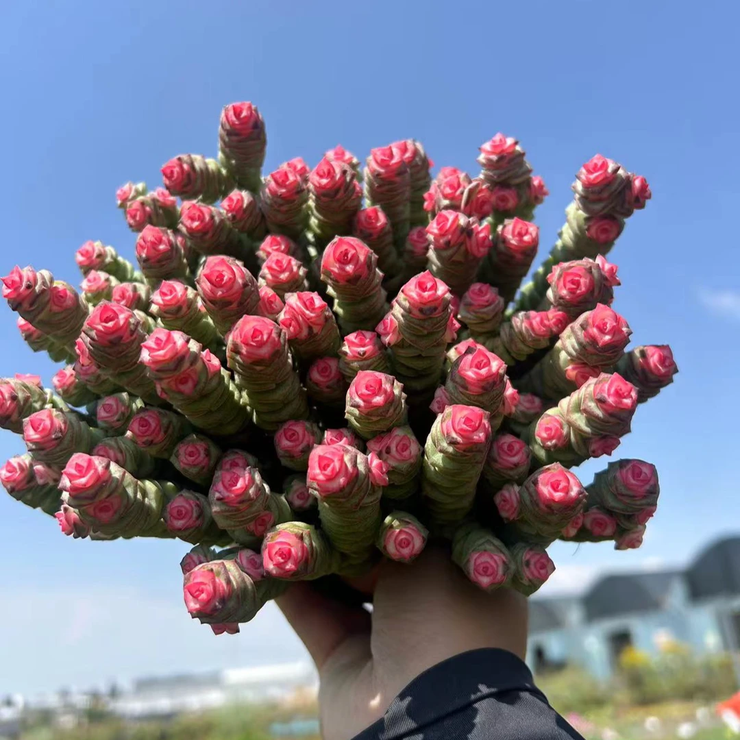 【61-71】大盆钱串多肉植物多肉超大盆植物室内懒人养不死多肉盆栽