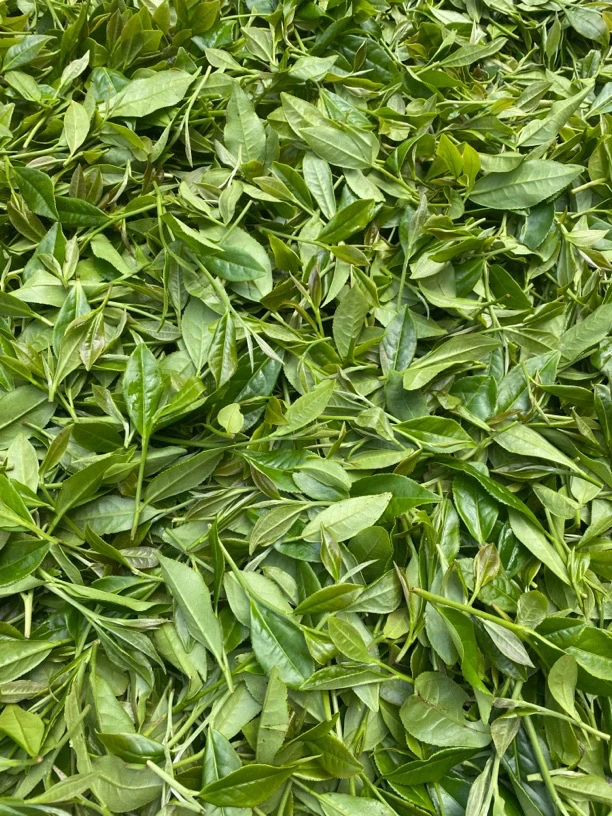 刘厂长力推】2024年高山.寒露.寿眉.花香.蜜韵