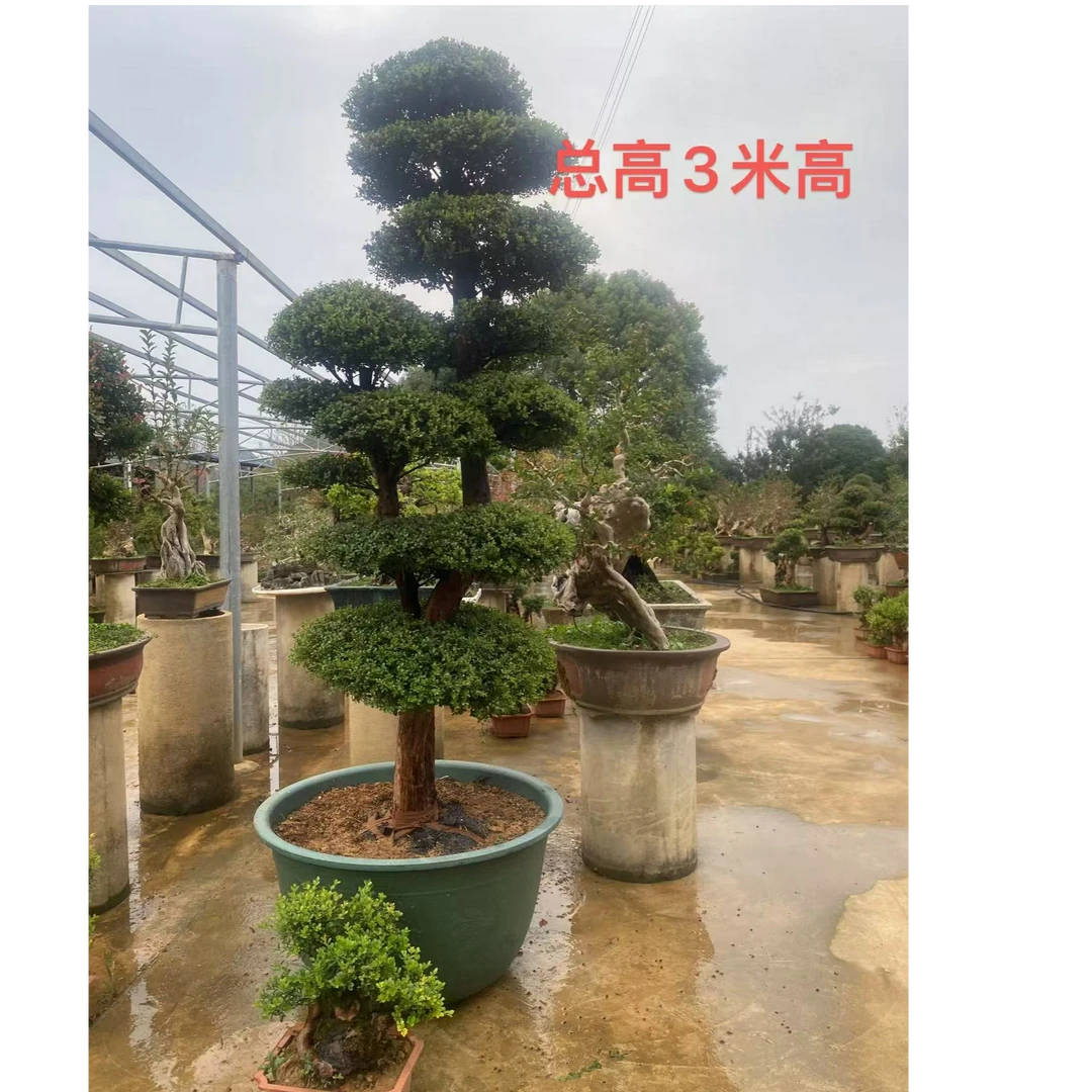 赤楠绿化树一物一拍