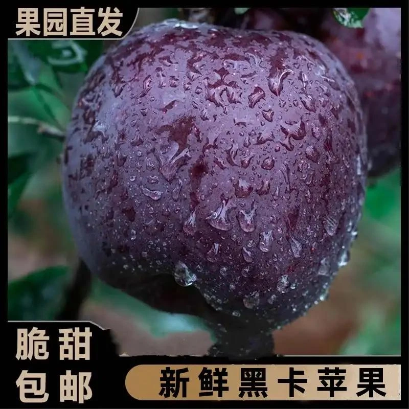 【精品顺丰】云南黑卡苹果新鲜现摘粉糯口感黑钻苹果整箱高端水果