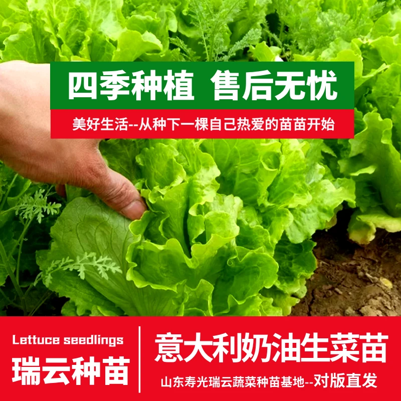 奶油生菜苗意大利生菜苗生菜苗生菜秧苗盆栽地栽水培土培穴盘四季