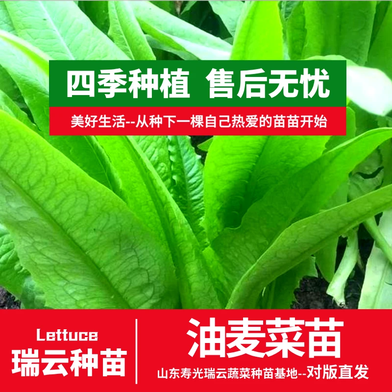 油麦菜苗四季种植秋冬种植小院阳台盆栽种植高产对版品质甜脆奶油
