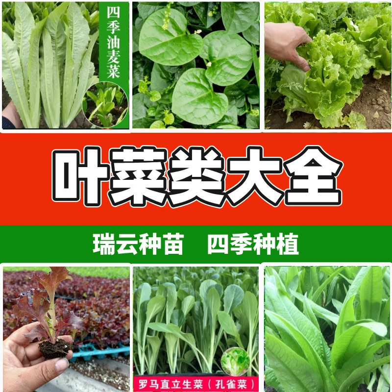 叶菜类大全蔬菜苗高产耐寒多茬采收水培土培优质种苗穴盘苗场直发