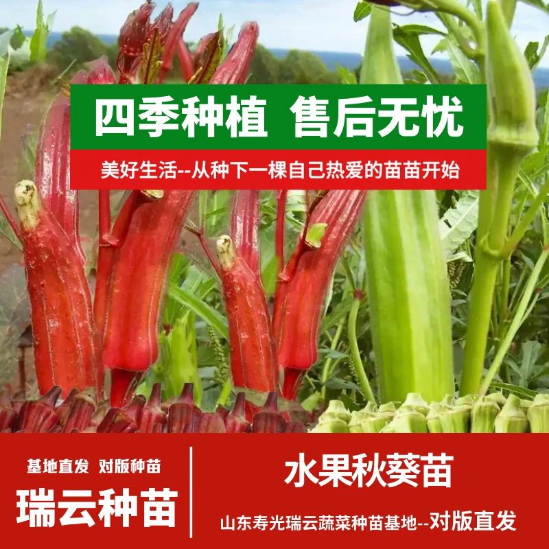 水果秋葵苗绿水果秋葵苗红水果秋葵苗 四季种植 耐寒高产苗场直发