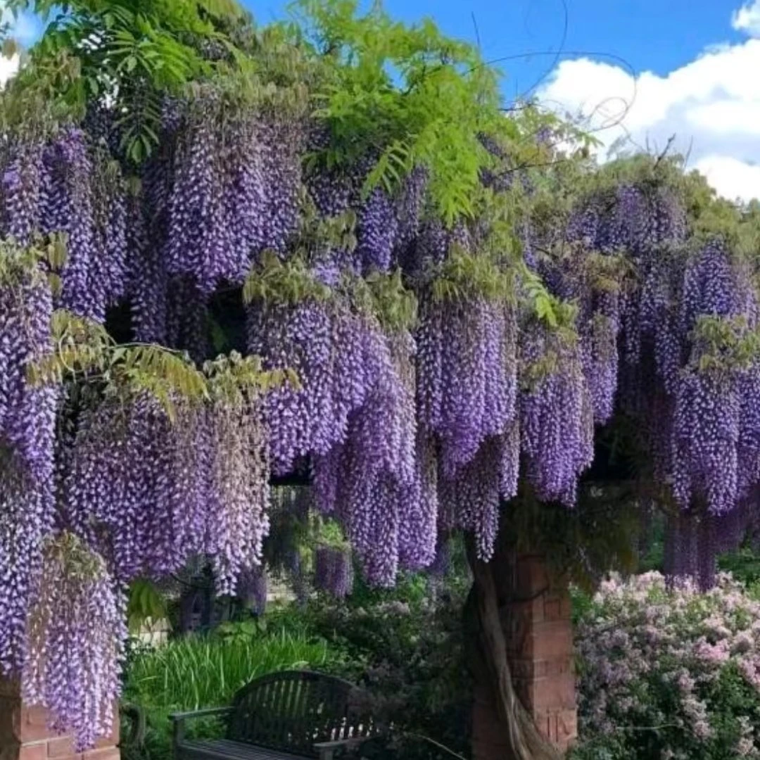 紫罗兰紫藤花耐寒耐热南北方都可以种植