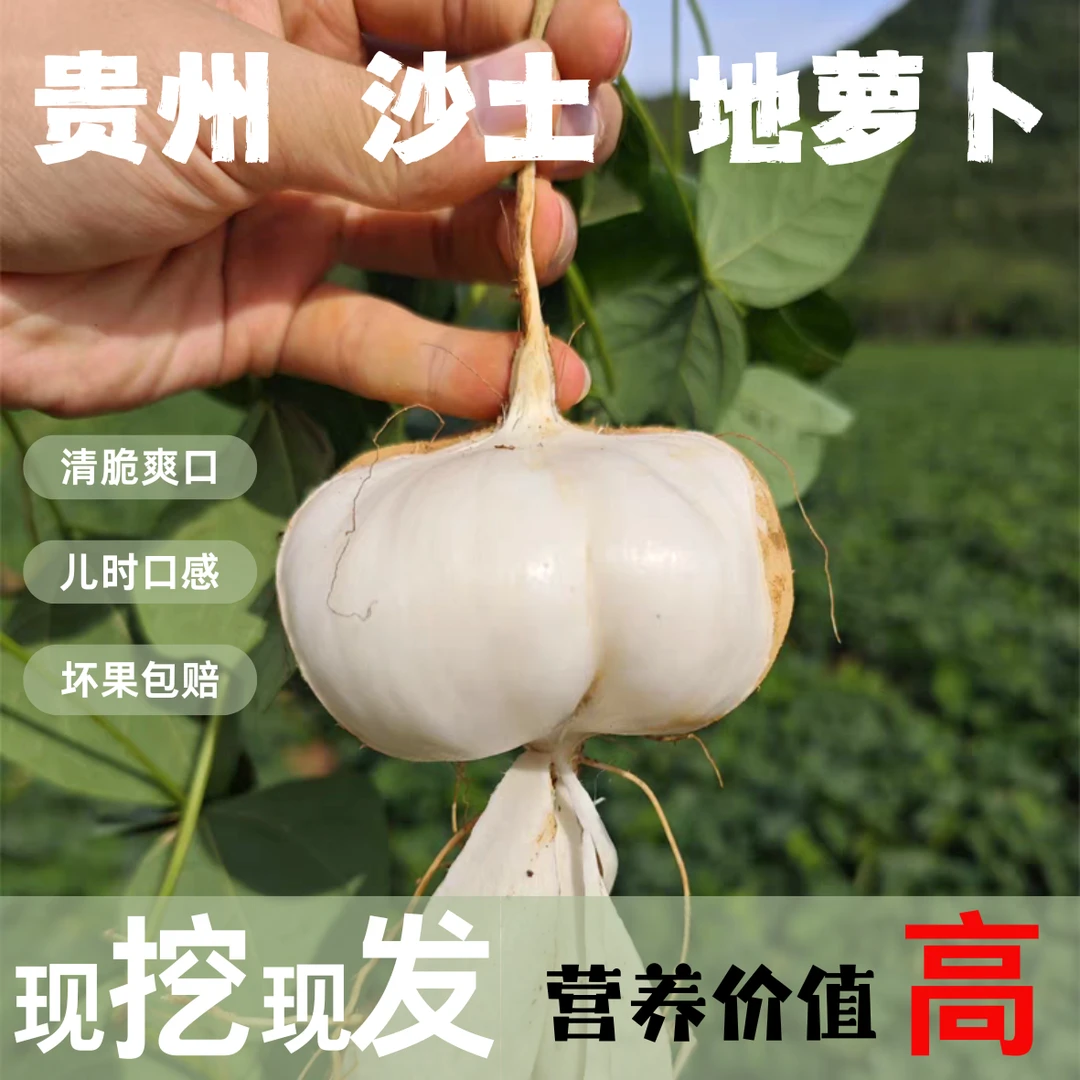 【贵州地萝卜】现挖新鲜黄土贵州地萝卜健康清甜营养丰富多汁可口