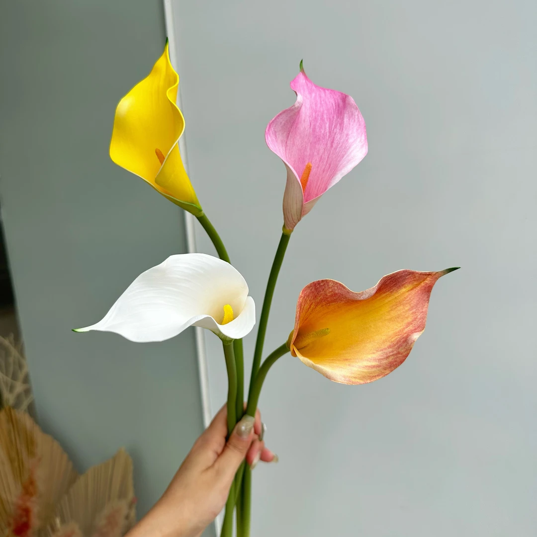 pu迷你小马蹄莲