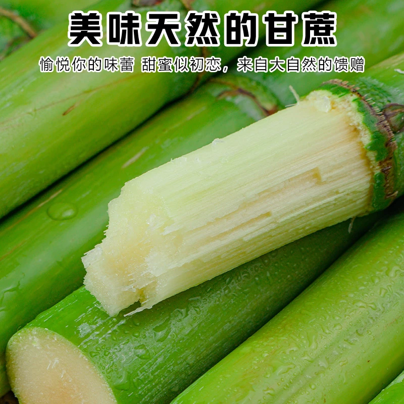 陶山甘蔗现砍现发 新鲜陶山青皮绿皮孕妇水果手撕甘蔗清甜3-5斤