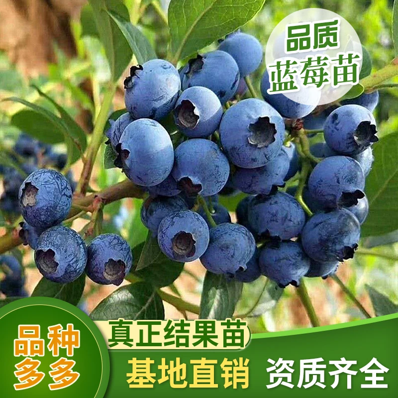 蓝莓树苗盆栽地栽蓝莓苗南方北方种植当年结果