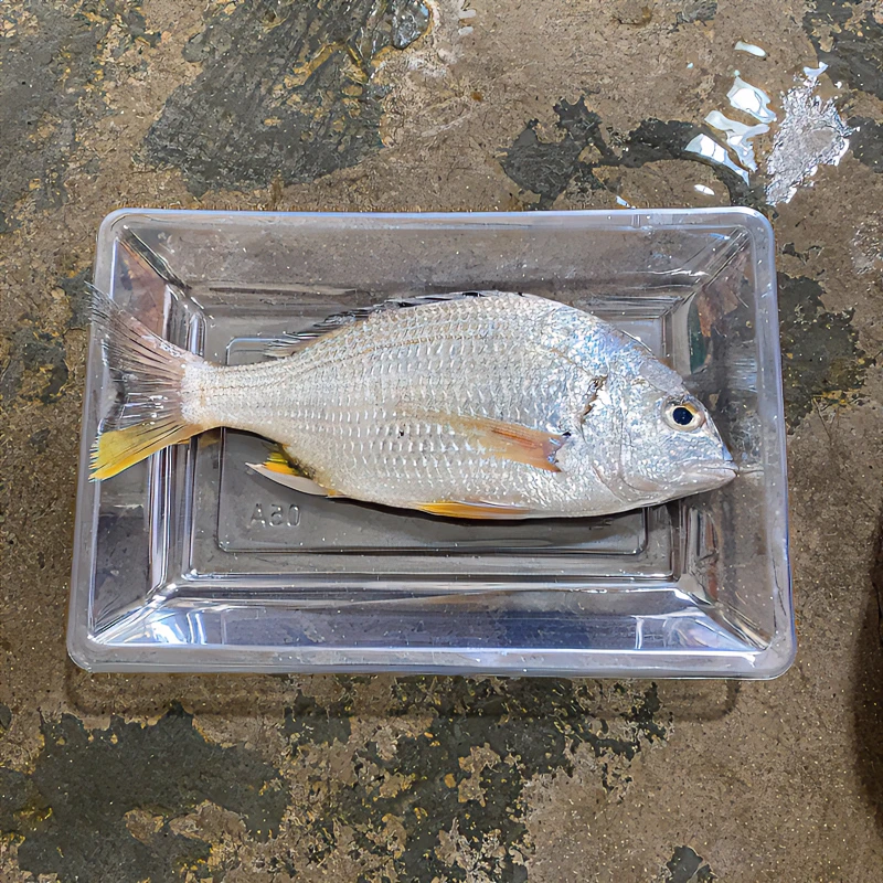 北海新鲜黄翅鱼冷冻黄鲷鱼海鱼黄赤鱼新鲜黄脚立鱼海鲜水产4斤/份