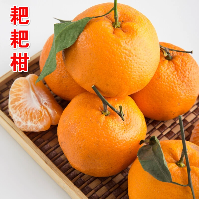 【春见耙耙柑】丑橘粑粑柑橘子新鲜多汁无籽无渣产地直发脆嫩香甜