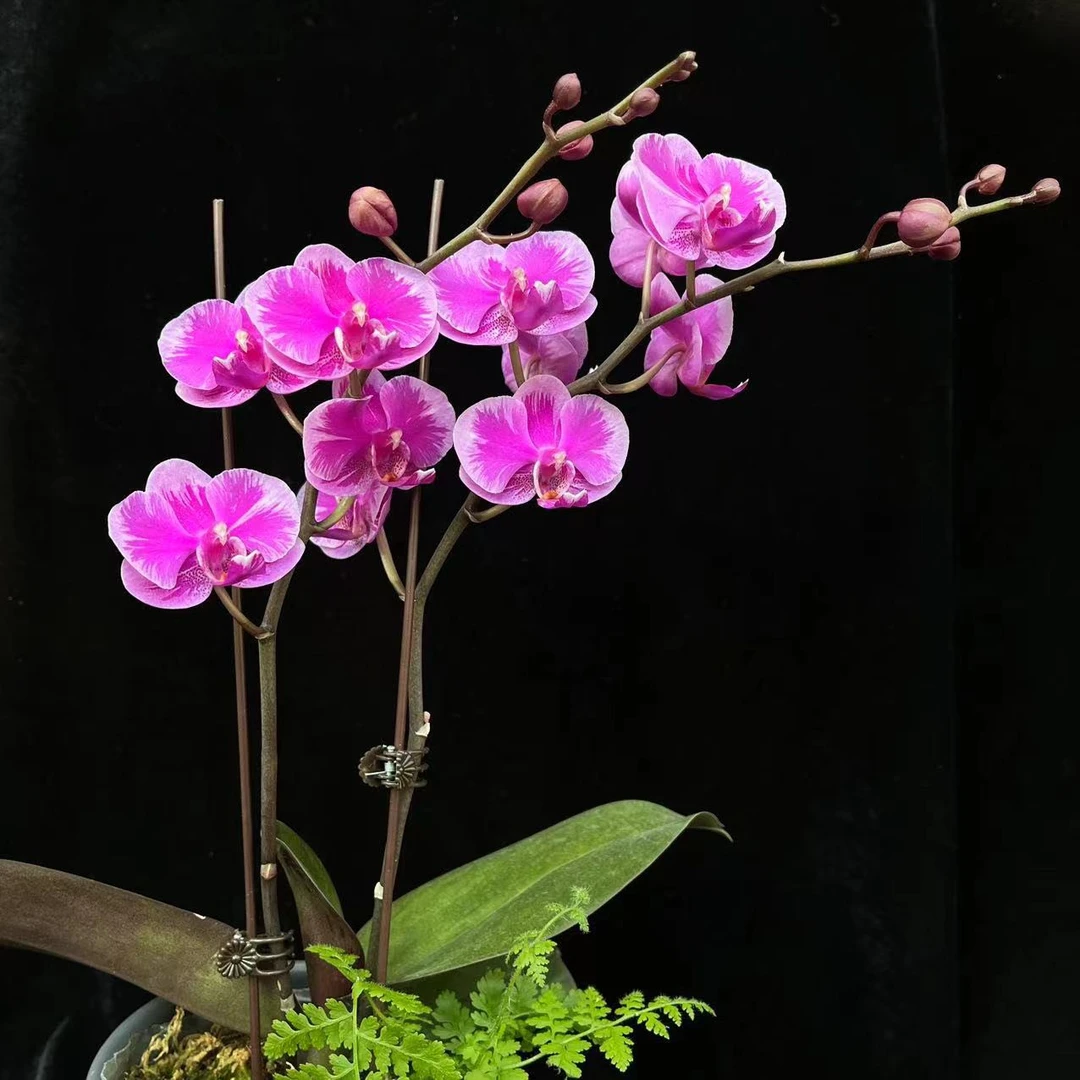 新疆包邮（拍一发二） 蝴蝶兰新品种花期长达三个月以上