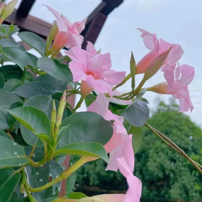 新疆包邮 飘香藤 本地发货 原盆发货