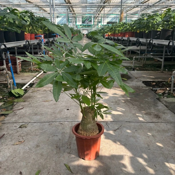 一物一拍。发财树老桩、琴叶榕高度80cm左右