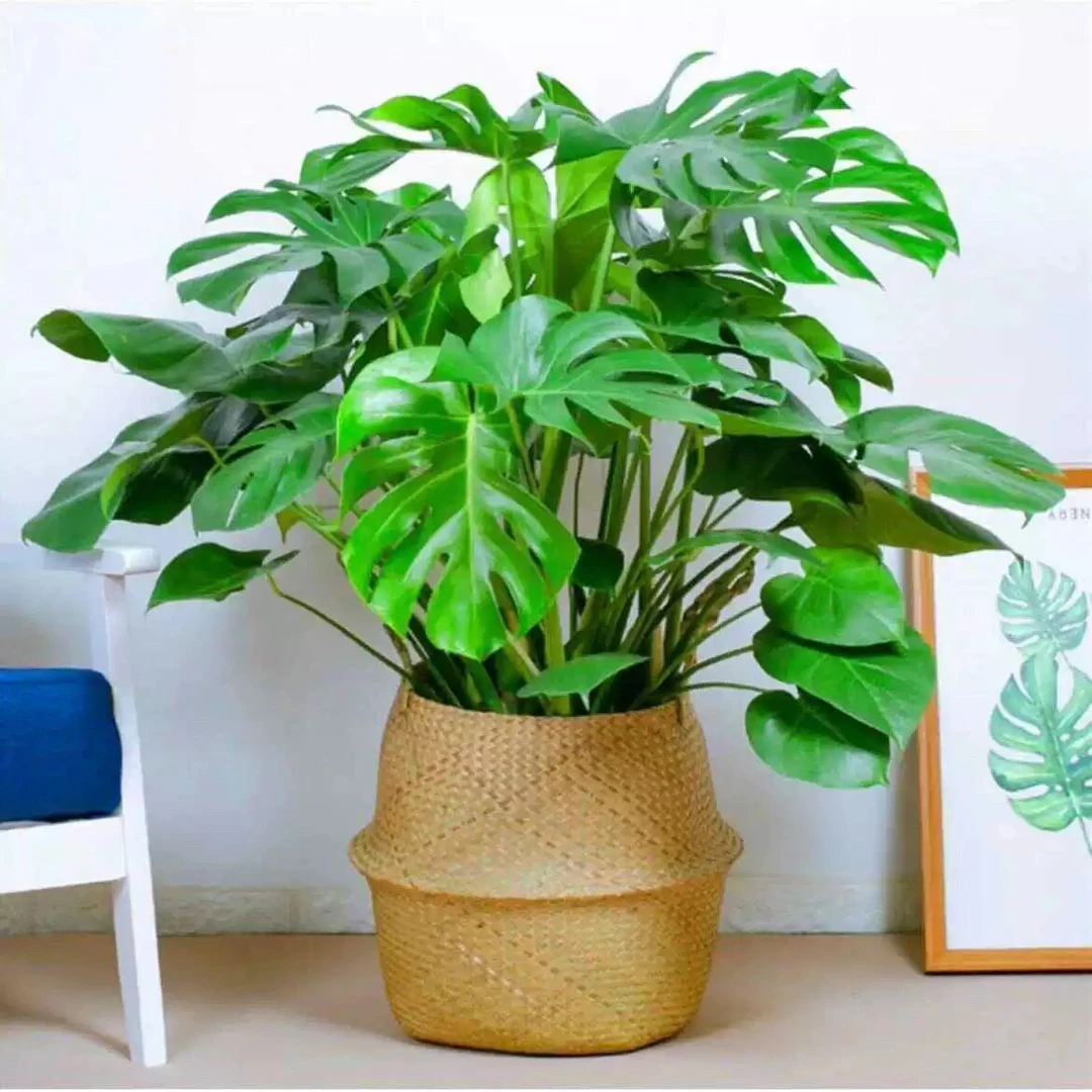 一物一拍 75-80cm3棵老桩、冠形好气生根已长（请备注后四位）