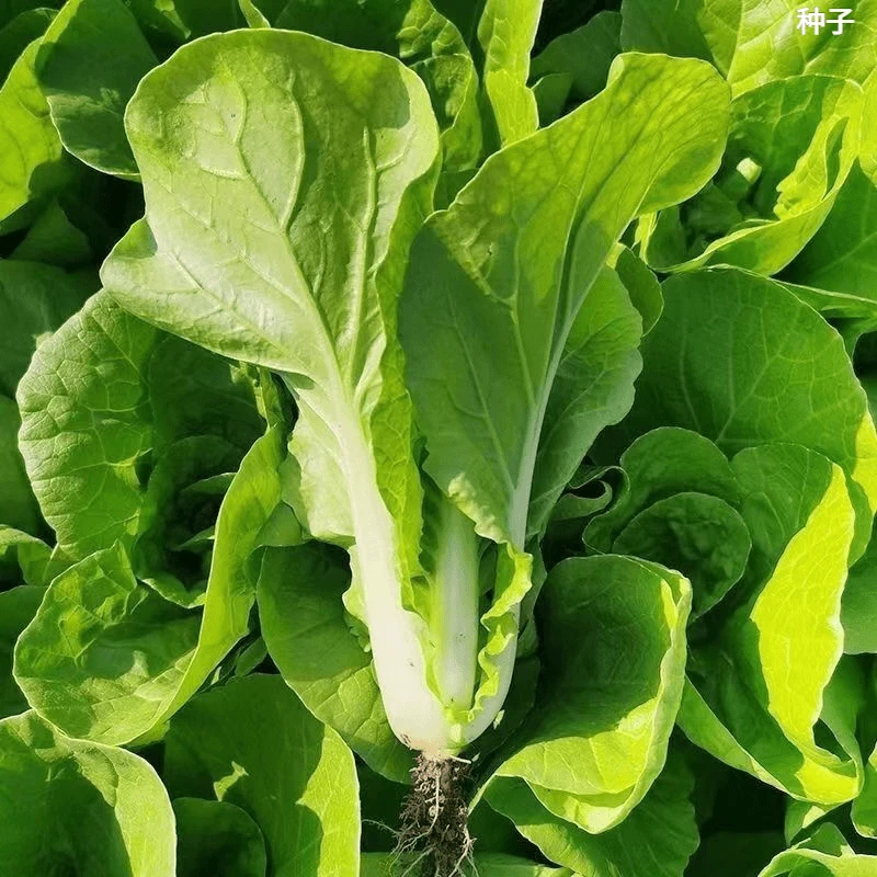 奶油快菜种子天成熟耐热耐高温四季速生小白菜种子蔬菜种子