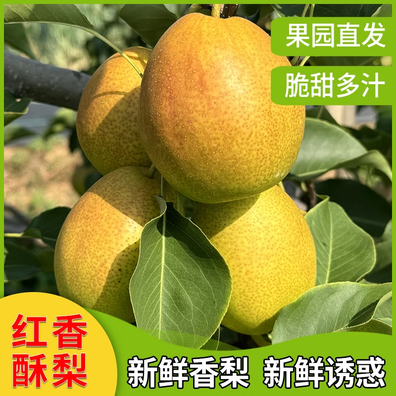 山西运城正宗红香酥梨新鲜水果当季皮薄香甜当季水果香梨酥脆爽口