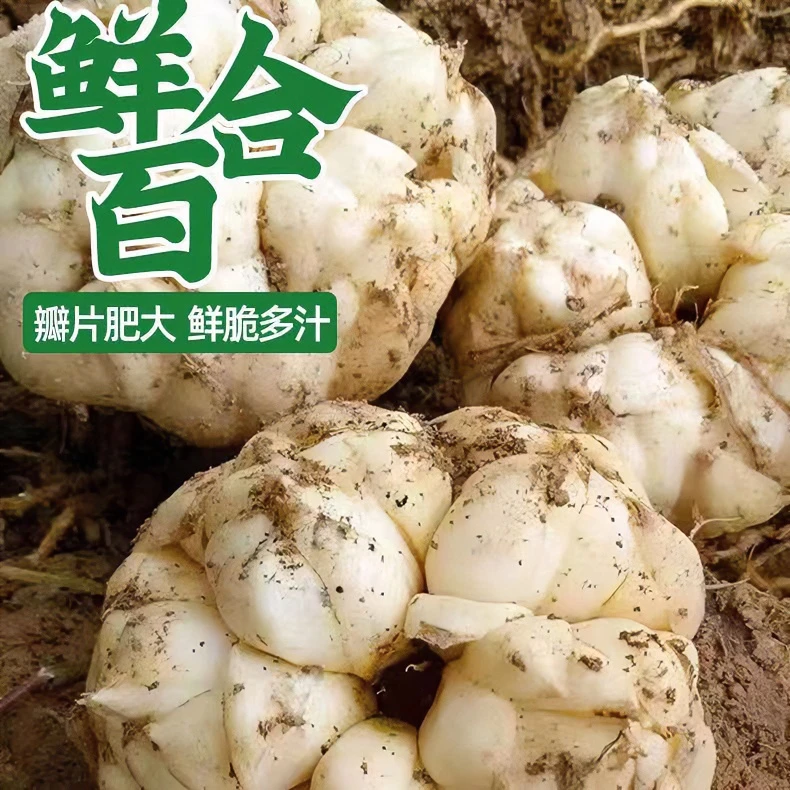 恩施新鲜百合现挖食用无硫白百合天然微苦药食同源蔬菜非宜兴特级