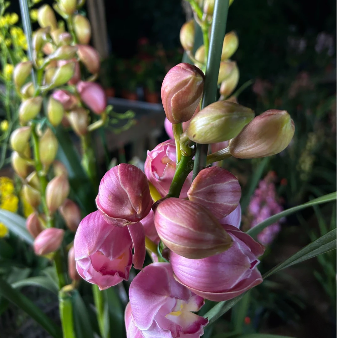 【福娘】大花惠兰高品质基地直发