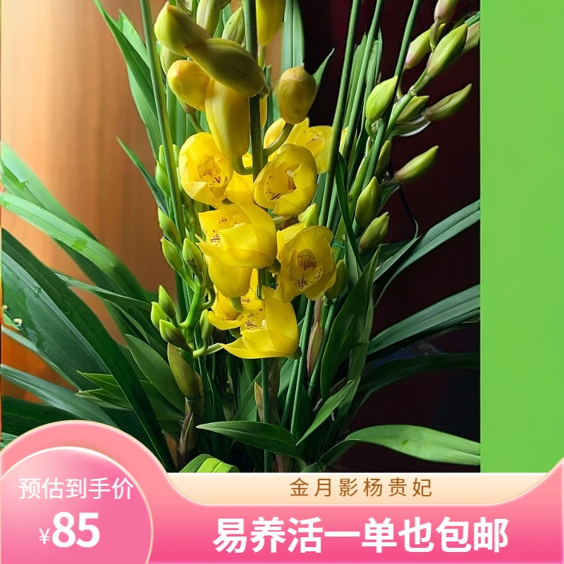 金月影-精品大花惠兰不售后