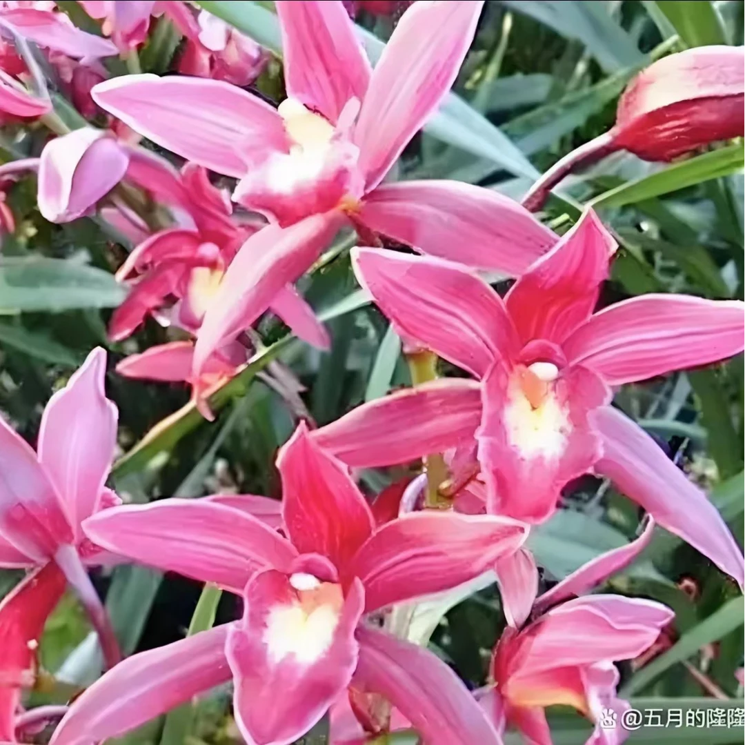 杂交兰花叶上花【紫霞仙子】观花植物