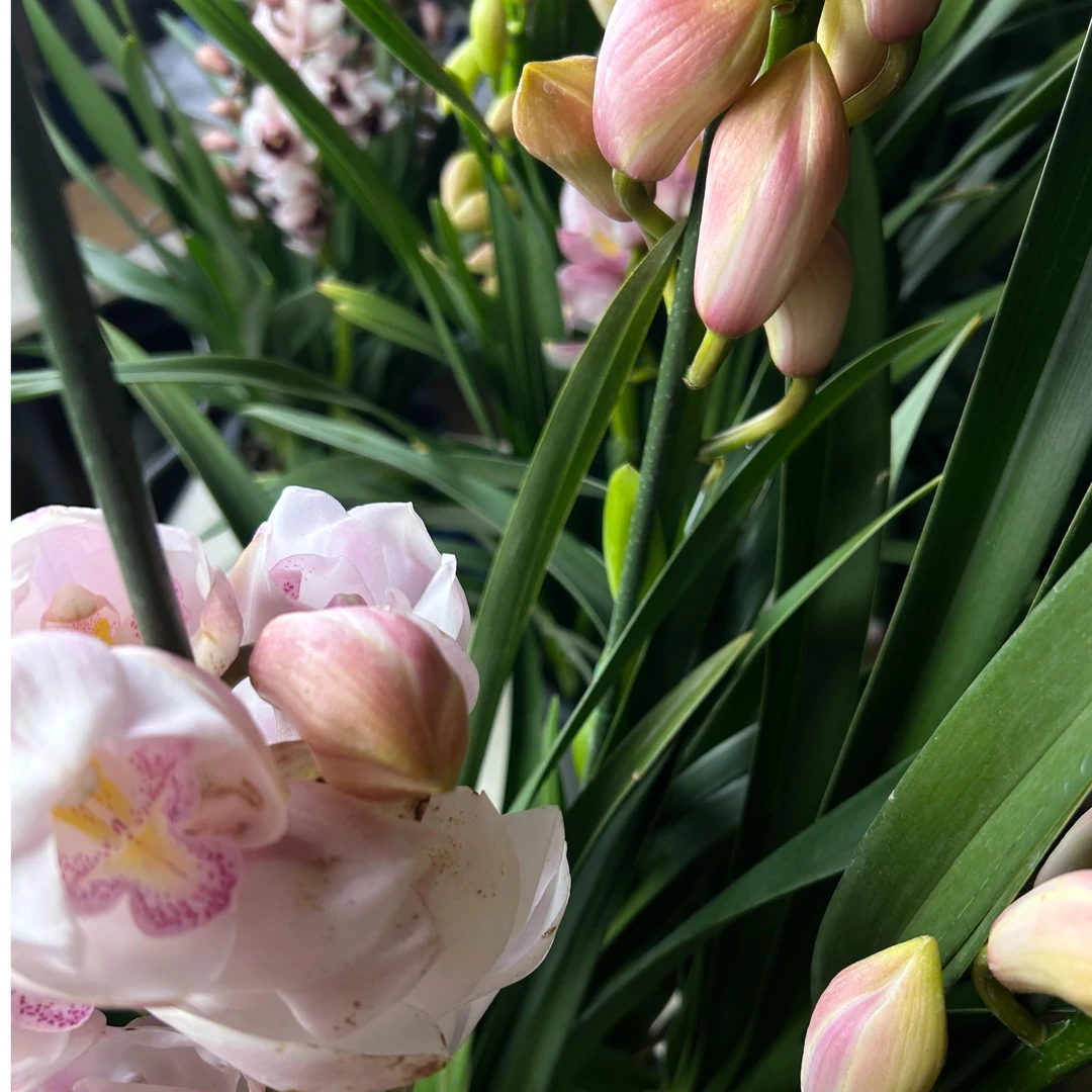 【草莓露露】-大花惠兰桌面粉花