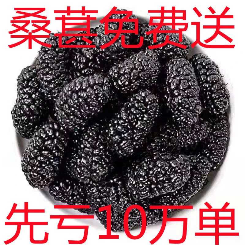 新疆黑桑葚头茬饱满桑葚果桑葚干免洗无沙大颗粒泡茶泡酒食用精选