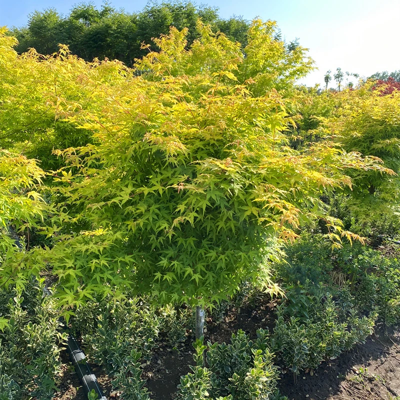 黄金枫庭院花园美观植物阳台观叶彩色盆景盆栽