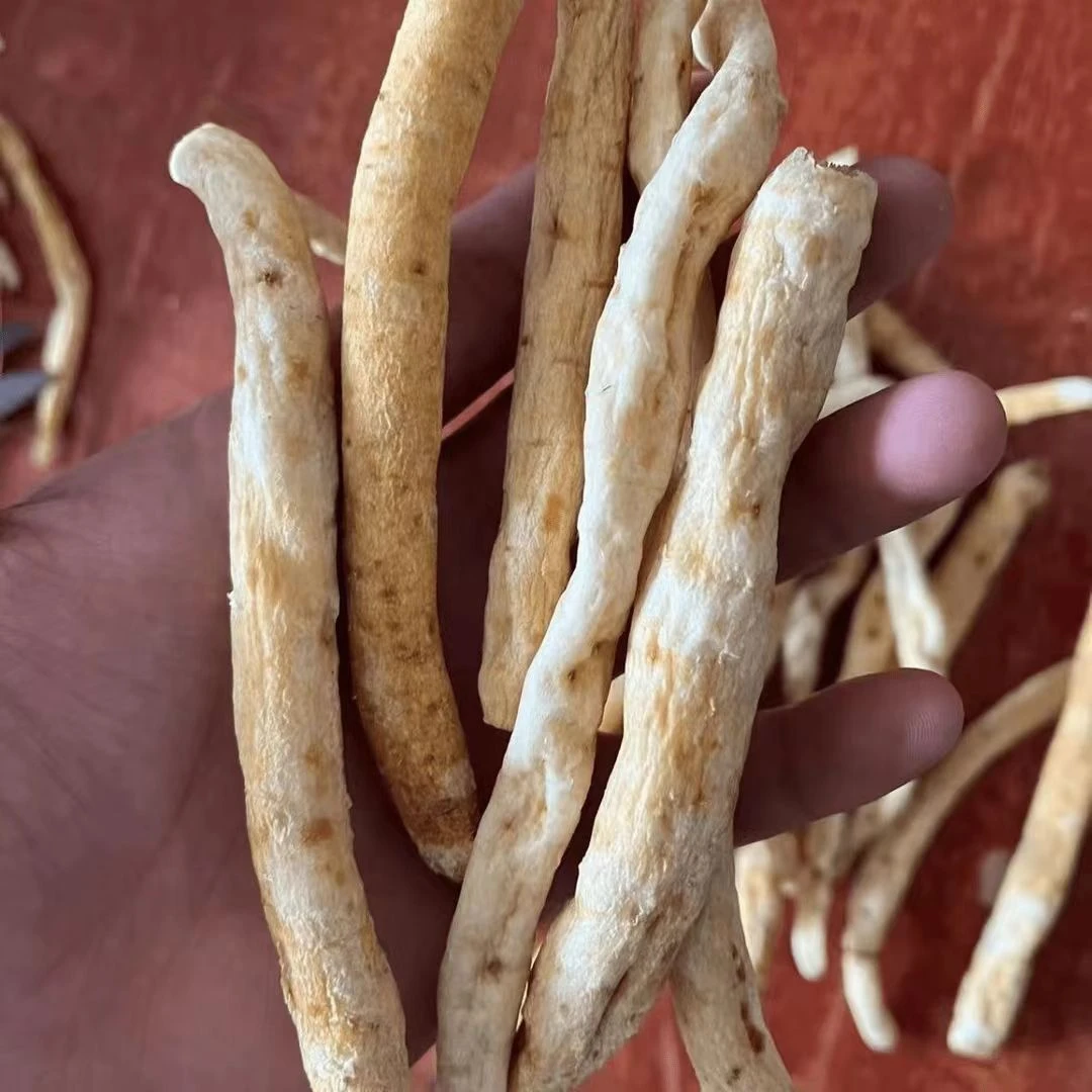 秦岭现收现卖沙参