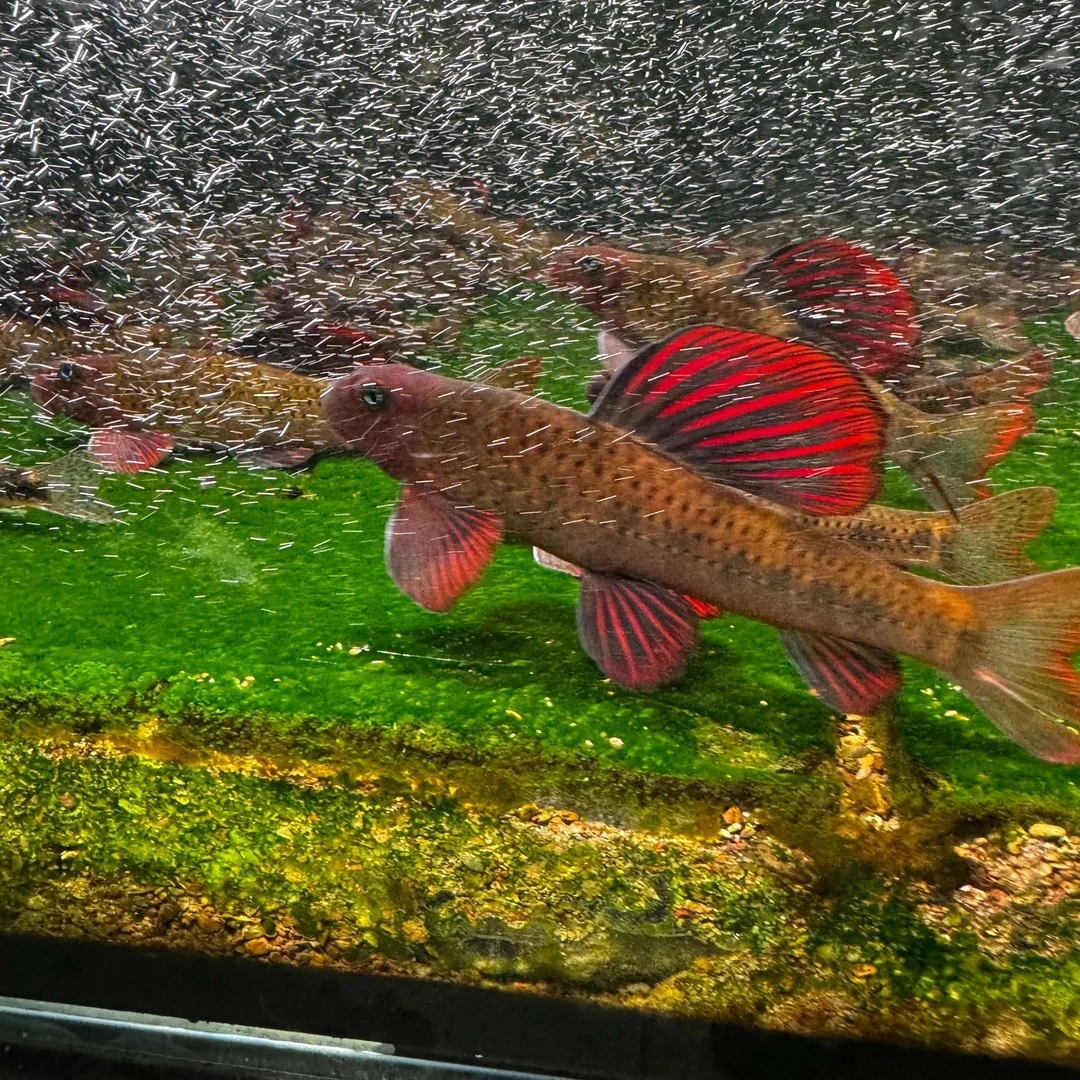 建德小鳔鮈原生鱼好养棒花鱼清洁翻砂冷水不加温除藻工具鱼淡水鱼