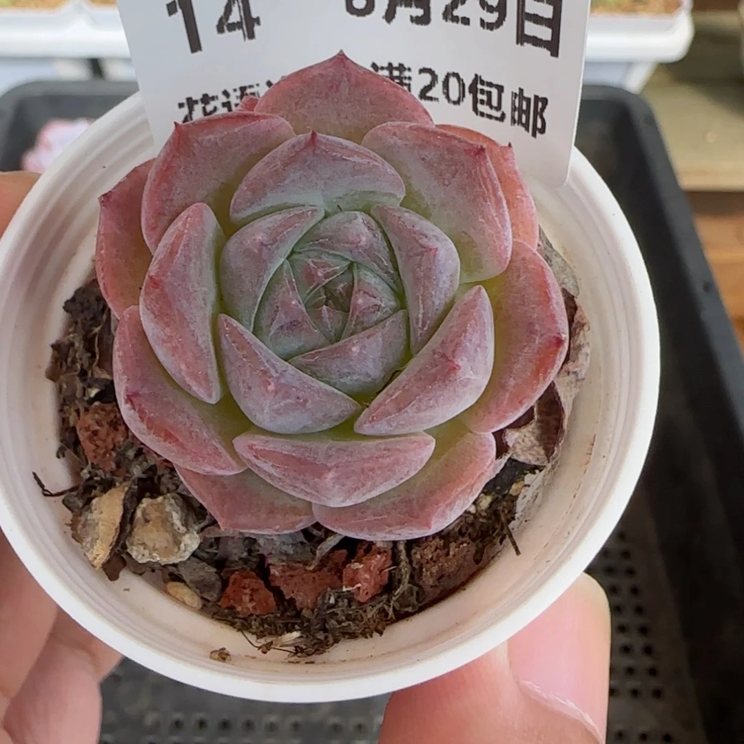 HY0829-14糖心冰魄