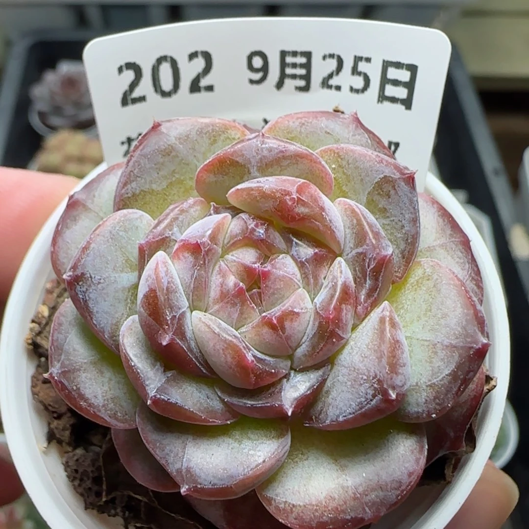 HY0925-202珍妮糖心