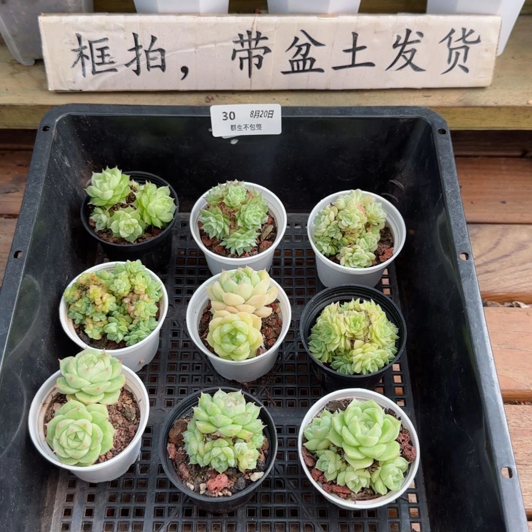 框拍框拍0820-30