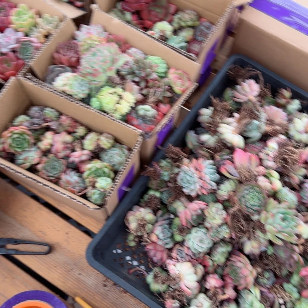 J****e盆子50个找客服拿盆子