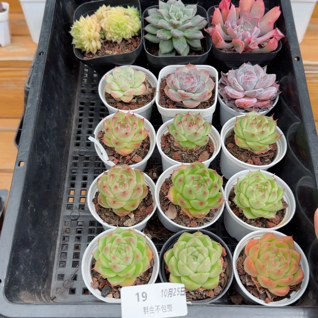 ^****肉框拍框拍1025-19