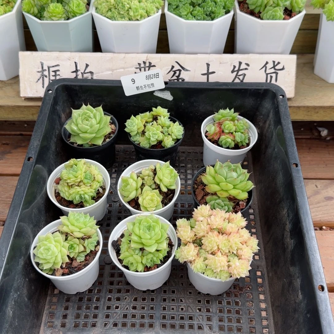 框拍框拍0828-09