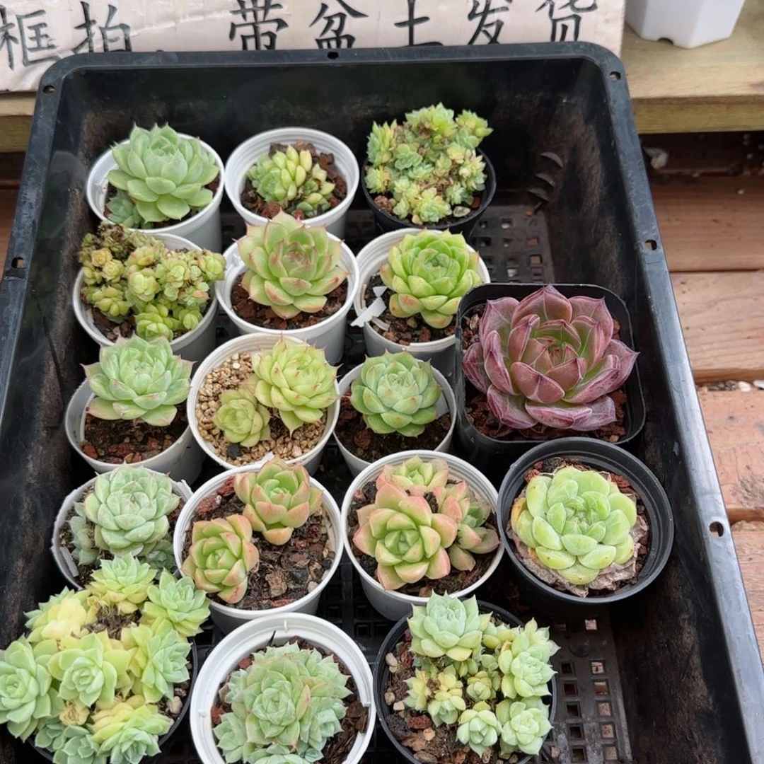 框拍框拍0825-183