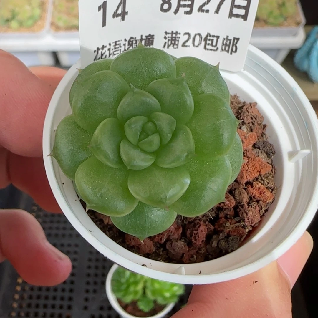 HY0827-14绿水鬼